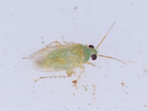Campylomma miyamotoi